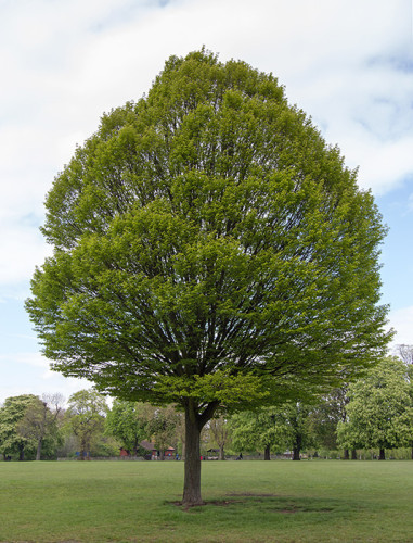 hornbeam-young